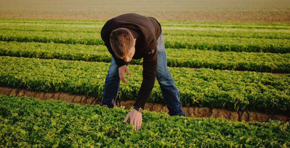 Legumes and vegetables: what is the difference? - Fondation Louis Bonduelle